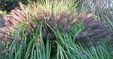 1 x Pennisetum alopecuroides 'Redborn‘ XXL Topf (Ziergras/Gräser/Stauden) Lampenputzergras 5 Liter Top
