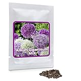 Magic of Nature Riesen Zierlauch - 60 Samen je Pack - Riesenlauch - Winterharte Zierpflanze für Deinen Garten - Violette und weiße Blütenfarbe gemischt - Allium giganteum - mehrjährig