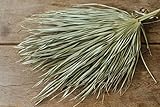 NaDeco Palmenblätter getrocknet 3 Stück ca. 60x20cm Farben Wählbar Chamaerops humilis Palmblatt Palmenwedel Palmenzweig Dschungel Deko Beachbar Deko Beachclub Strandbar Boho Style, Farbe:N