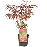 Fächer-Ahorn | Acer Palme. Atropurpureum pro Stück - Freilandpflanze im Gärtnertopf ⌀10,5 cm - ↕30-35