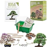 Bonsai Starter Kit Anzuchtset inkl. GRATIS eBook - Pflanzset aus Mini-Gewächshaus, Samen & Erde - nachhaltige Geschenkidee für Pflanzenfreunde (Samen: Afrikanischer Blauregen + Zwerg-Granatapfel)