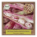BIO Buschbohnen Samen Bohnen Sorte Borlotto Rosso mit runden & rot glänzenden Hü