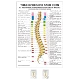 Sport-Tec Dorntherapie Mini-Poster Anatomie 34x24 cm medizinische L