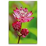 Premium Textil-Leinwand 80 x 120 cm Hoch-Format Sterndolde - Blüte und Knospen | Wandbild, HD-Bild auf Keilrahmen, Fertigbild auf hochwertigem Vlies, Leinwanddruck von B