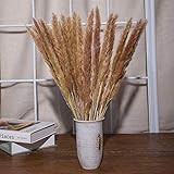ZRBD-xh 15/30 stücke getrocknete Pampas Gras, natürliche phragmiten kommunis getrocknet Blumen für vasen, weiß blumenstrauß Boho Dekoration Hause Schlafzimmer Wohnzimmer Balkon Hochzeit fotog
