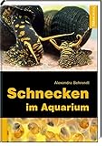 Schneck