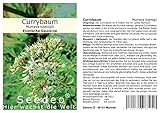 Seedeo® Currybaum/Curryblatt (Murraya koenigii) 10 S