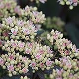 Blumixx Stauden Sedum Maximum-Hybr. 'Matrona' - Fetthenne, im 0,5 Liter Topf, rosa blü