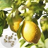 P12cheng Samenpflanze 20 Stück/Beutel Zitronenbaum-Samen, nährstoffreich, einfache Bepflanzung, hohe Keimung, mehrjährige Pflanze, Sämlinge für Garten – Zitronenbaum-S