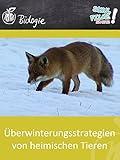 Überwinterungsstrategien von heimischen Tieren - Schulfilm Biolog