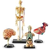 BEAGHTY Montagemodell Anatomiemodell-Set, menschlicher Torso, Körperorgan, anatomisches Modell, Wissenschaft, Schule, Lernen, Lernspielzeug, Spielzeug