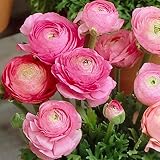 Ranunkeln Zwiebeln Winterhart,Anwalt Pflege im Hof ​​zu Hause,Exotische Blumen Und Pflanzen,Gartendekoration,Gute Begrünung-2,15 Zwieb