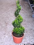 2 Stück Buchsbaum Spirale (Höhe: 80-90 cm), Bonsai, Buxus Formschnitt + Düng