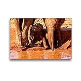 CALVENDO Premium Textil-Leinwand 45 x 30 cm Quer-Format Kleiner Elefant : Spielstunde und Neugier. Kenia, Leinwanddruck von Susan M