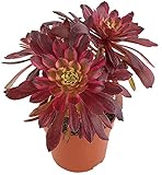 Fangblatt - Aeonium Mardi Gras - außergewöhnliche Sukkulente - Aeonium Mardi Gras - kanarische Rose - Ø 11 cm Topf, ca. 20