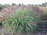 3 x Pennisetum alopecuroides 'Red Head' 1 Liter (Ziergras/Gräser/Stauden) Lampenputzerg