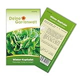 Winter-Kopfsalat Maiwunder Samen - Lactuca sativa - Winter-Kopfsalatsamen - Gemüsesamen - Saatgut für 500
