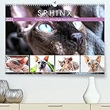 Sphinx. Grazile und anmutige Nacktkatzen (Premium, hochwertiger DIN A2 Wandkalender 2022, Kunstdruck in Hochglanz)