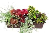 immergrünes Balkonpflanzen-Set für Balkonkästen ab 60 cm Länge 5 w