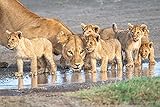 VLIES Fototapete-LÖWE-(PF6367)-350x260 cm-Tiere Natur Landschaft Großkatze Afrika Löwe Jaguar Tiger Leopard Panther Dekor XXL Wandbild Wandtattoo Moderne Tap