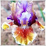 Iris Rhizome,Blumentöpfe,Blumen,Bonsai,Balkonpflanzen,Pflanzen,Streben Sie Nach Wundern,Wunderschöne,Weltberühmte Seltene Pflanzen,Die in Ihrem Garten Wachsen-3 *Iris Zwiebels,1