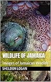 Wildlife of Jamaica: Images of Jamaican Wildlife (English Edition)