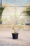Zierweide Hakuro Nishiki, 60-100 cm, Zierstrauch winterhart-Frühblüher, Busch für Sonne-Halbschatten, Gartenpflanzen blühend, Weide, im Top