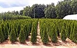 Thuja Smaragd Lebensbaum 170-180cm x100 Stück