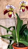 1 blühfähige Orchidee der Sorte: Paphiopedilum Hybride, 16cm Topf, großblütig