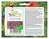 Stk - 30x Nemesien Elfenspiegel Strumosa Rot Blumen Pflanzen - Samen #329 - Seeds Plants Shop Samenbank Pfullingen Patrik Ip