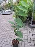 Asimina triloba Sunflower - Indianerbanane Paupau (Pawpaw)