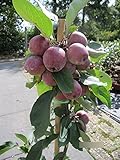 Malus Croquella - Zwergapfel C