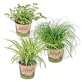 3er Set Haustierverträgliche Zimmerpflanzen | Katzengras, Grünlilie & Kriechende Schönpolster - ⌀12 cm -20-25