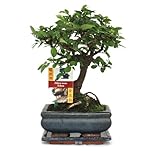 Exotenherz - Bonsai Chinesische Ulme - Ulmus parviflora - ca. 6 Jahre - Kug