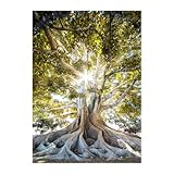 Glasbild Clear Tree 50 x 70 cm I Calm Nature Kollektion I Baum mit riesigen Wurzeln Natur Wald Sonne Sonnenstrahlen I Wandbild aus Glas I Bild Wohnzimmer Schlafzimmer Küche I Sommer L