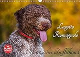 Lagotto Romagnolo - Italienischer Trüffelhund (Wandkalender 2022 DIN A3 quer)