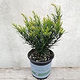 Taxus bacc. 50 Stück Eibe NEU Renkes Kleiner Grüner®15-20 cm Buxus-Ersatz Pflanzware reinklonig