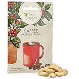 Zwerg Kaffeestrauch Samen: Premium Kaffee Samen für ca. 5 schöne Kaffee Zimmerpflanzen – Züchte deine eigenen Kaffee Bohnen – Kaffee Pflanze für Balkon und Haus – Zimmerpflanzen Samen von OwnGrow