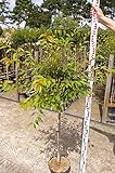 Prunus Okame - Zierkirsche Ok