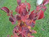 Cornus kousa chinensis - Chinesischer Blumenhartriegel - Blütenhartrieg