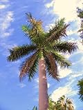 KUBANISCHEN ROYAL Palme Zierpalmen Hause Pflanzensamen 50 S