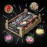 Tulpenbox - FUNKY FALCON - von BOLT Amsterdam - Tulpenzwiebeln - 100 Stück - Doppelblühend - 5 Farben - Beste Qualität & frisch aus der eigenen Gärtnerei - 100% Blühgarantie (1 pack)