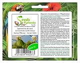 Stk - 5x Sparmannia africana Zimmerlinde weiße Blüten Garten Pflanzen - Samen B281 - Seeds Plants Shop Samenbank Pfullingen Patrik Ip