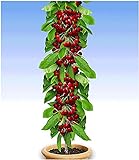 BALDUR Garten Säulen-Kirschen 'Stella', 1 Pflanze, Prunus avium Säulenobst Kirschb