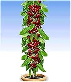 BALDUR Garten Säulen-Kirschen 'Stella', 1 Pflanze, Prunus avium Säulenobst Kirschb