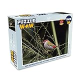 MuchoWow Puzzle 1000 Teile - EIN Neuntöter sitzt zwischen dem Zierg