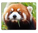 Panda Mouse Pad, Hochwertige Kreativität Mousepad Gaming Mouse Pad Der rote Panda Firefox oder Lesser Panda taxonomischer Name Ailurus fulgens Shining