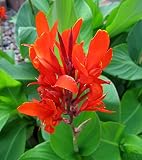 PlenTree 10 Stück Canna Samen schöne Blumensamen Indica Lilien Pflanzen Garten Blumenzwiebeln Outdoor Topf-Bonsaischen. Geschenk für zu H