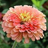 CHTING 800 Stück Zinniensamen Orange Und Pink Mix Ausgezeichnete Sorte Für Den Outdoor-Anbau Weit Verbreitet In Gärten Und Blumenbeeten Am Straßenrand Die Von Gärtnern Geliebt W