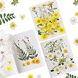 79 Stück Natürliche Getrocknete Blumen Gemischte Getrocknete Blätter Getrocknet Gänseblümchen Gemischt Mehrere Trockene Blumen für DIY Harz Schmuck Nagel Handwerk Scrapbooking